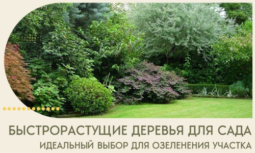 Быстрорастущие деревья для сада идеальный выбор в Конаково