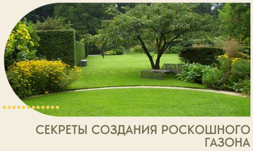 Секреты создания роскошного газона в Конаково